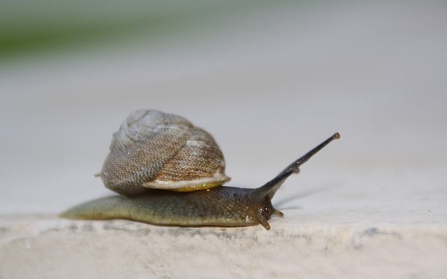 Comment savoir si les lentes sont mortes après un traitement ?