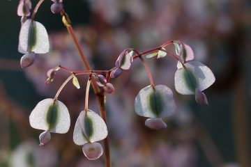 Comment soigner les bégonias en pot