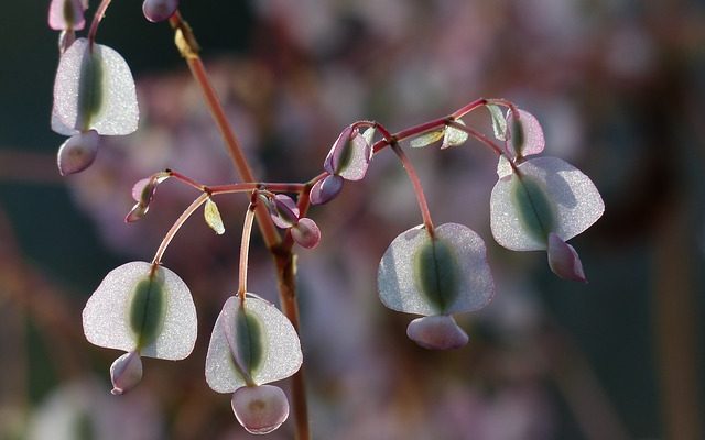 Comment soigner les bégonias en pot