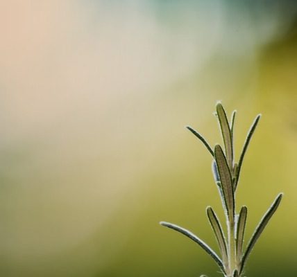 Comment tailler un arbuste de romarinier