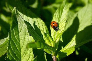 Comment tuer les insectes de cuisine