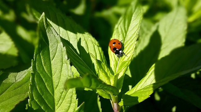 Comment tuer les insectes de cuisine