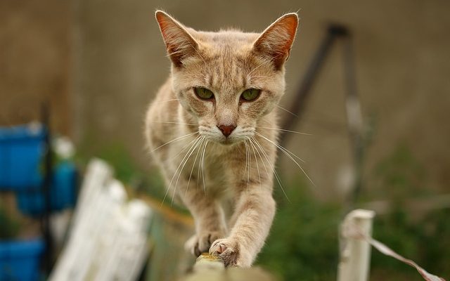 Comment utiliser le grillage à poulets sur les clôtures existantes pour garder les chats dans un jardin.