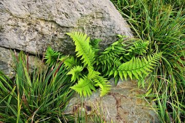 Cycle de vie des plantes et reproduction des plantes