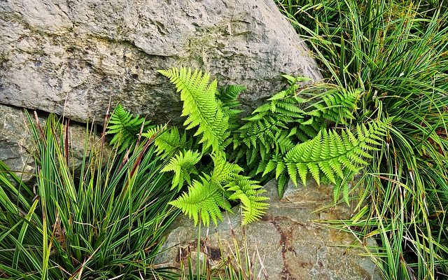 Cycle de vie des plantes et reproduction des plantes