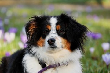 Écoulement oculaire blanc chez le chien