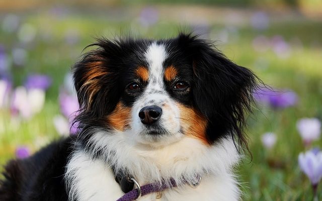 Écoulement oculaire blanc chez le chien