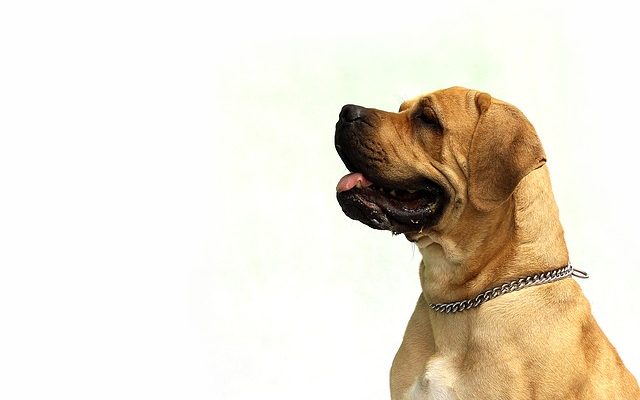 Effets secondaires de Drontal Plus pour les chiens