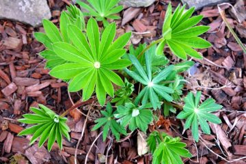 Faits sur la fleur de lupin