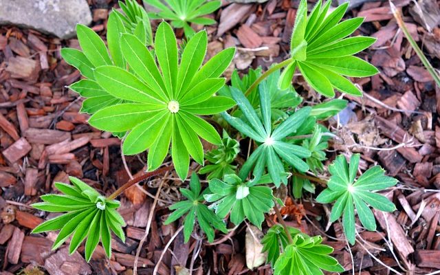 Faits sur la fleur de lupin