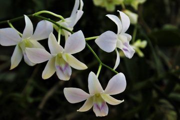 Fleurs d'amour de l'ombre vivace