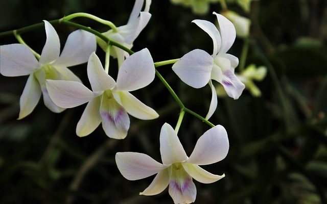 Fleurs d'amour de l'ombre vivace