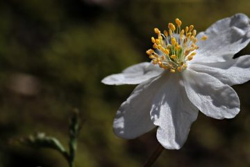 Fleurs qui sont en saison en avril