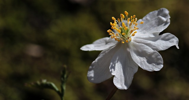 Fleurs qui sont en saison en avril