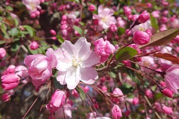 Idées de limites de jardin