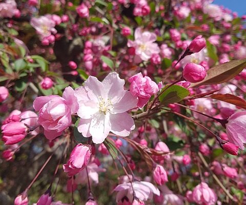 Idées de limites de jardin