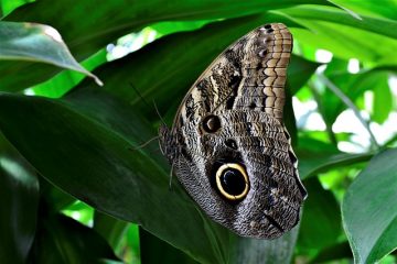 Insectes de jardin qui mordent