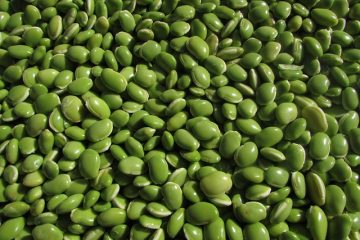 Le gel tuera-t-il les plants de pois et de haricots beurre ?