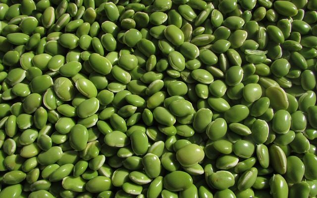 Le gel tuera-t-il les plants de pois et de haricots beurre ?