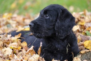 Le pour et le contre des labradoodles.