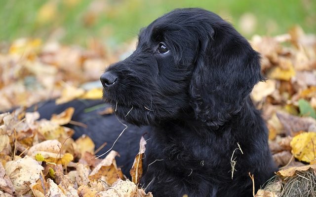 Le pour et le contre des labradoodles.