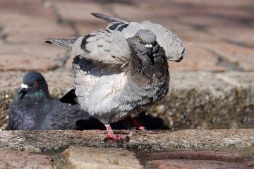 Les meilleures races de pigeons à gobelets