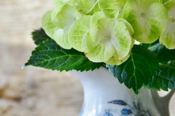 Mes nouvelles fleurs d'hortensias brunissent au début de l'été.