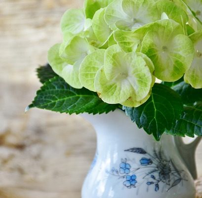 Mes nouvelles fleurs d'hortensias brunissent au début de l'été.