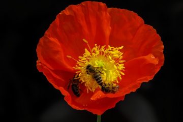 Quand les coquelicots fleurissent-ils ?