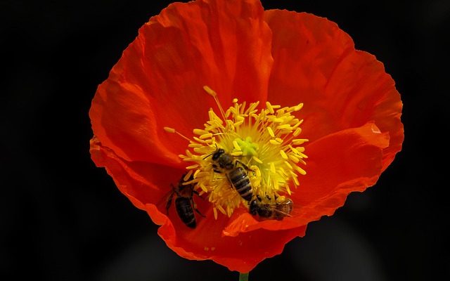 Quand les coquelicots fleurissent-ils ?