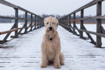 Que faire si votre chien mange de la mort-aux-rats ?