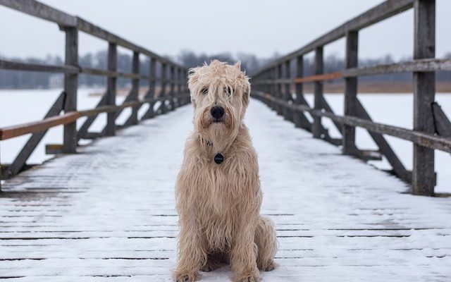 Que faire si votre chien mange de la mort-aux-rats ?