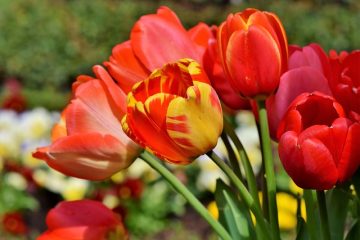 Que faut-il planter dans un jardin de fées ?