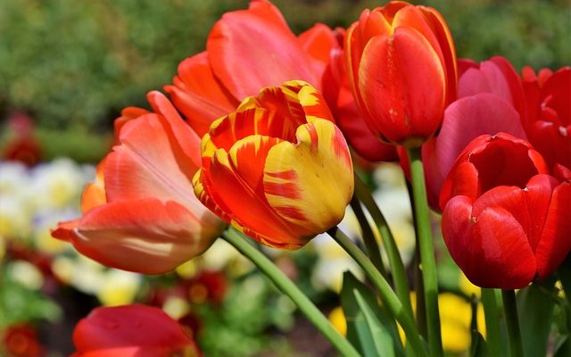 Que faut-il planter dans un jardin de fées ?