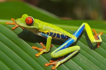 Qu'est-ce qui mange les grenouilles dans la forêt tropicale ?