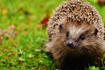 Régime Pygmy Hedgehog Diet