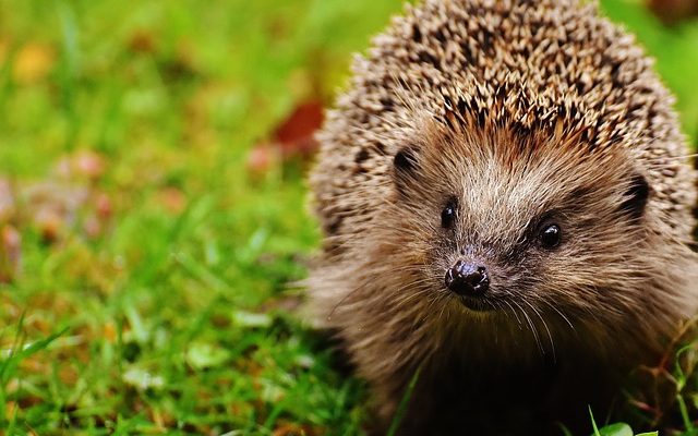 Régime Pygmy Hedgehog Diet