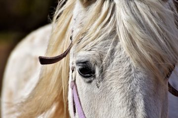 Signes et symptômes des ulcères de l'estomac chez le cheval