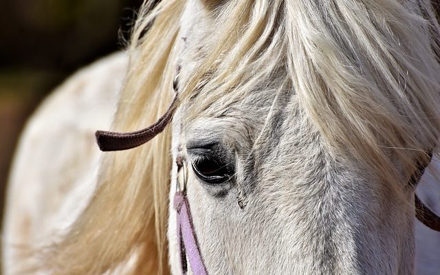 Signes et symptômes des ulcères de l'estomac chez le cheval