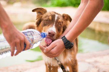 Signes symptômes du travail chez un chien