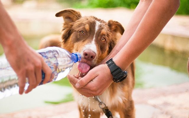 Signes symptômes du travail chez un chien