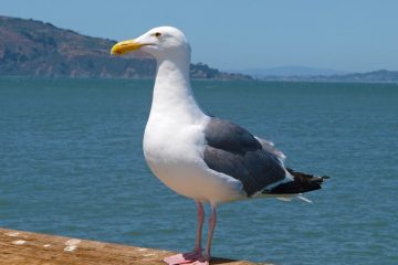 Types de mouettes