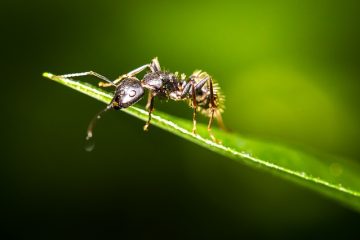 Une façon naturelle de se débarrasser des fourmis