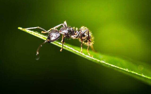 Une façon naturelle de se débarrasser des fourmis