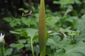 A quoi sert le thé au gingembre citronné ?