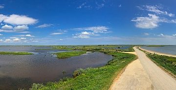 Animaux Plantes de l'estuaire