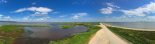 Animaux Plantes de l'estuaire