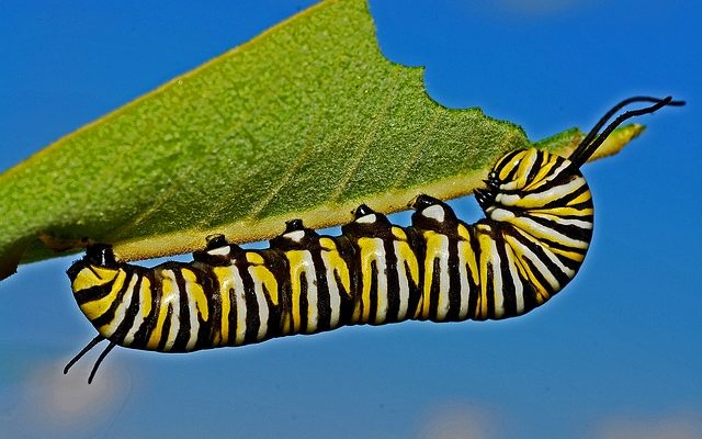 Caterpillars qui mangent des feuilles de myrtilles