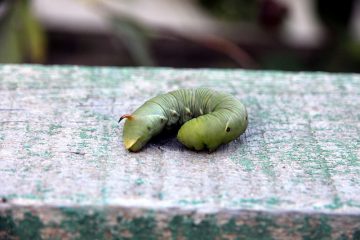 Caterpillars sur roses