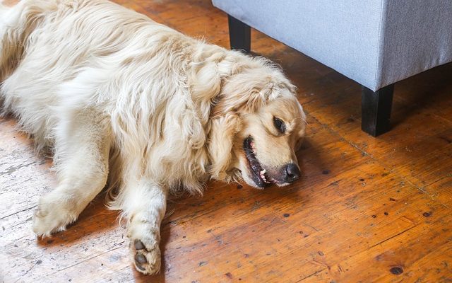 Comment calmer un chiot en pleurs lors de sa première nuit loin de sa mère ?